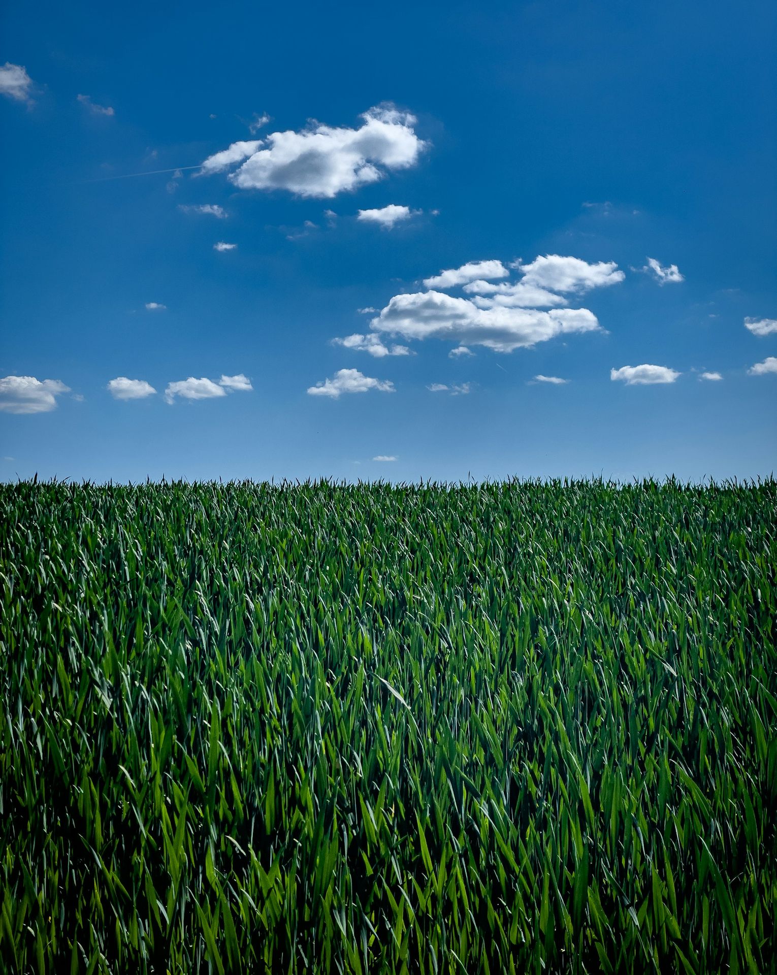 Green field with clouds and blue sky.